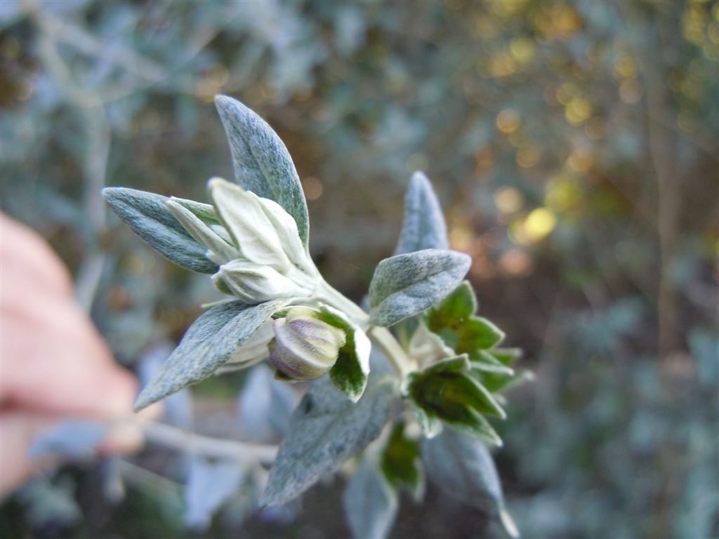 Lago D''Averno - Teucrium fruticans